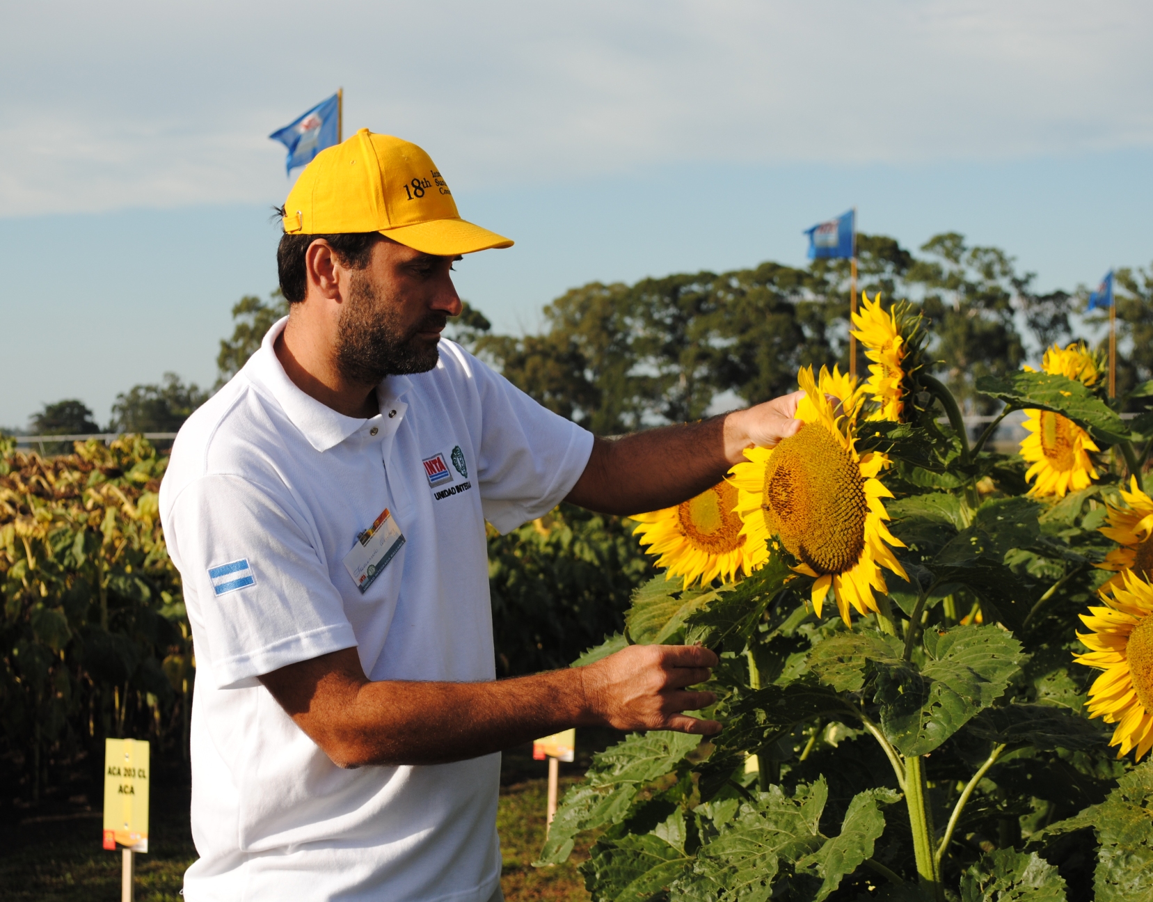 El INTA presentó nuevos girasoles que ofrecen más aceite y mejor  rendimiento – Casares Online