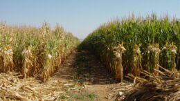 Foto: a la izquierda un suelo degradado. A la derecha, un suelo sano. La salud del suelo se refleja claramente en la productividad agrícola.